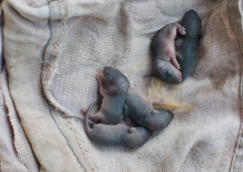 ねずみは放っておくと、どんどん繁殖していきます!