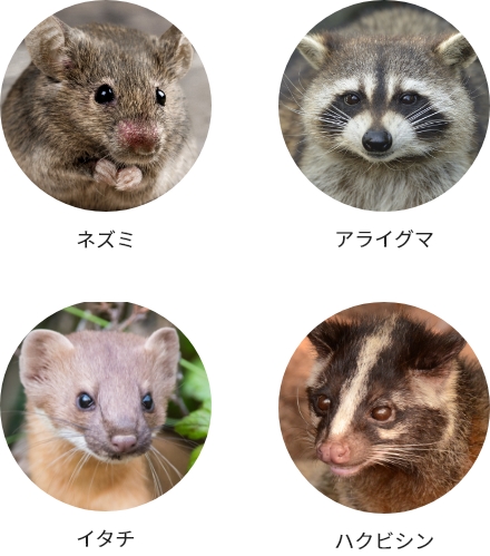 ネズミだけじゃない！ 様々な害獣に対応しています